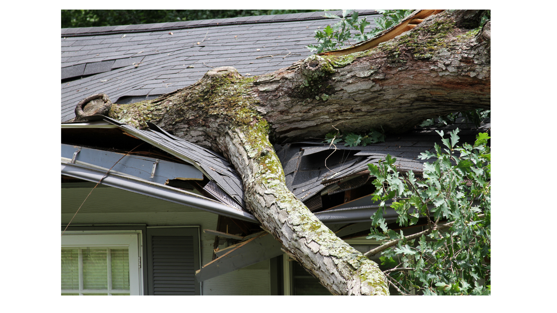 Image of a damaged roof with a fallen tree on top, illustrating roof damage after a storm in Lynchburg.