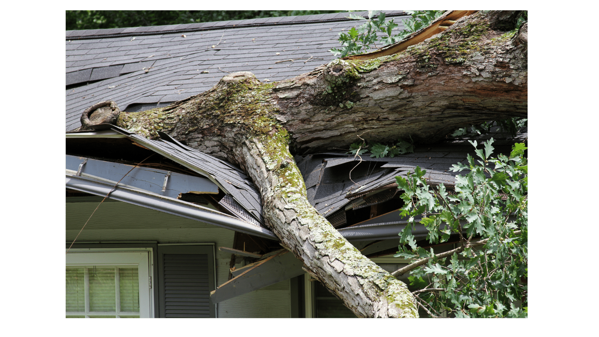 How to Spot Roof Damage in Lynchburg Image of a damaged roof with a fallen tree on top, illustrating roof damage after a storm in Lynchburg.